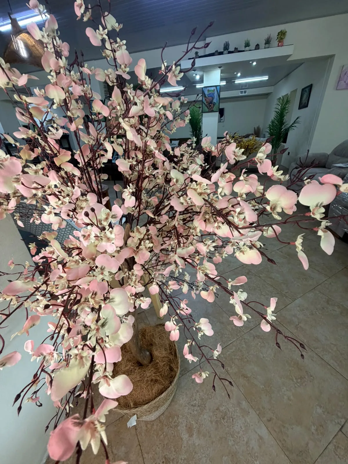 Árbol De Orquídeas Sakura