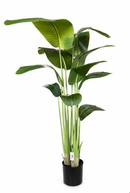 Planta Silvestre